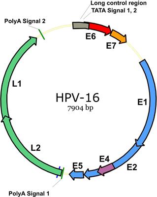 Effectiveness of combination therapy with ISA101 vaccine for the treatment of human papillomavirus-induced cervical cancer